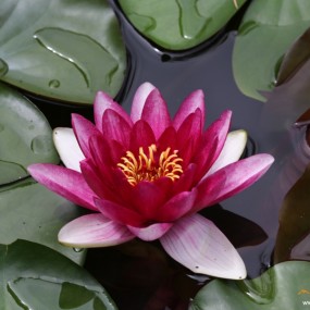 夏日植物园【睡莲】