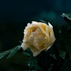 我拍到花儿也谢了