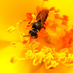 几只小虫虫。。。