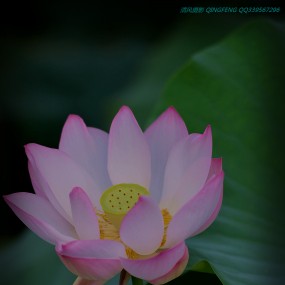 继续学习拍荷花