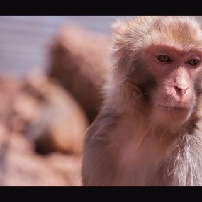 汉中活动的时候 拍照猴子当模特儿呵呵