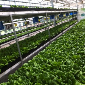 沣东农博园——都市的菜园