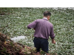 乡行散记：采  菱