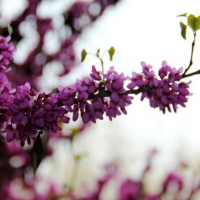 风沙也阻挡不了春天的脚步