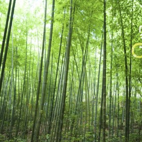 再美的风景也映不出你的模样