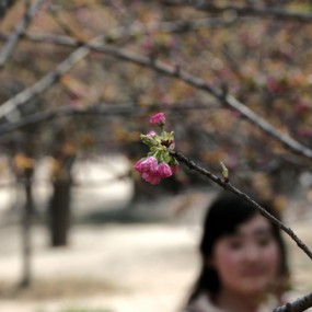 0319青龙寺拍花，花絮