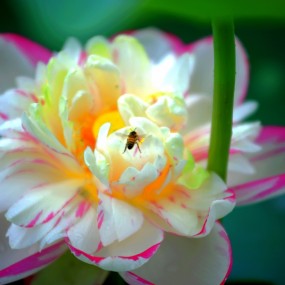 难得一见的秋荷