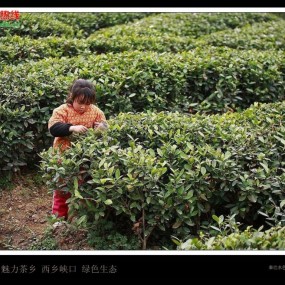 魅力茶乡 绿色峡口 生态茶园