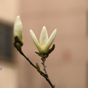 沙尘天气下的一组红叶李