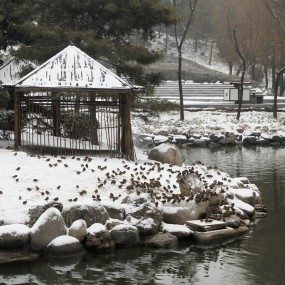 芙蓉园马年春节雪景