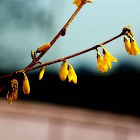 初春花开——迎春花