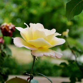 盼望着，盼望着，东风来了，春天的脚步近了。