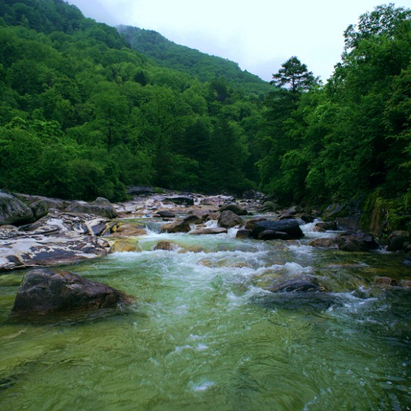 秦岭雨后的新绿