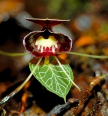 热带雨林中的童话世界