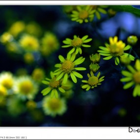 周末放送，黄花一组