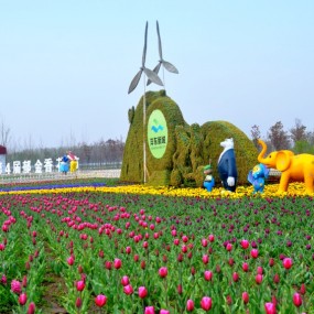 郁金香花香沣东农博园