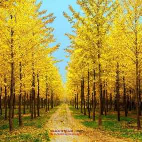 兴平庄头镇银杏林