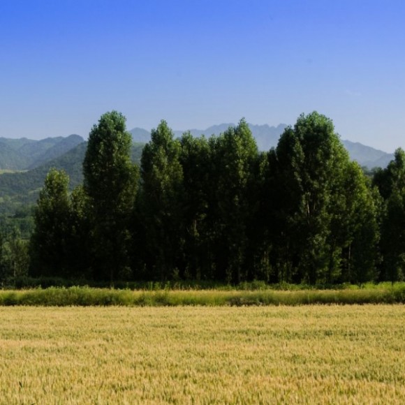 麦田随拍