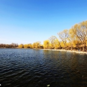 春风杨柳万千条