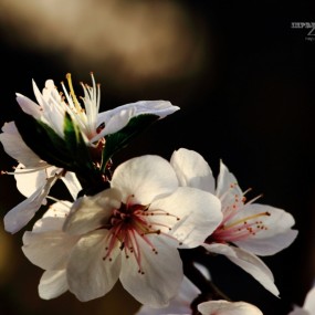 三月早春、兴庆观花