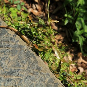 江西婺源徽派古民居（二）