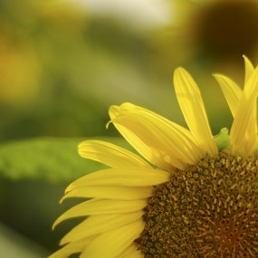 楼观台金葵花作业一