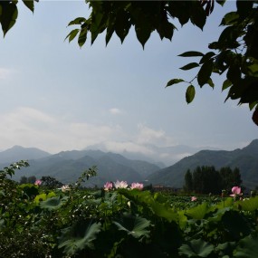秦岭山下拍荷花