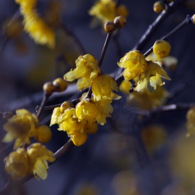 【拍花需趁早 莫使香染尘】