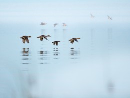 这里的黎明静悄悄