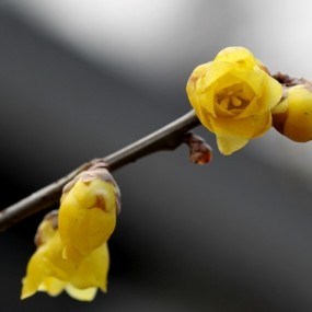 报春的腊梅