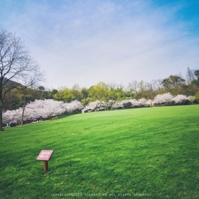 人間四月天——杭州太子灣