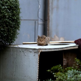 雨停了会，出来拍几张。（有置换镜头玩的吗？）
