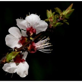 野外拍花卉一组