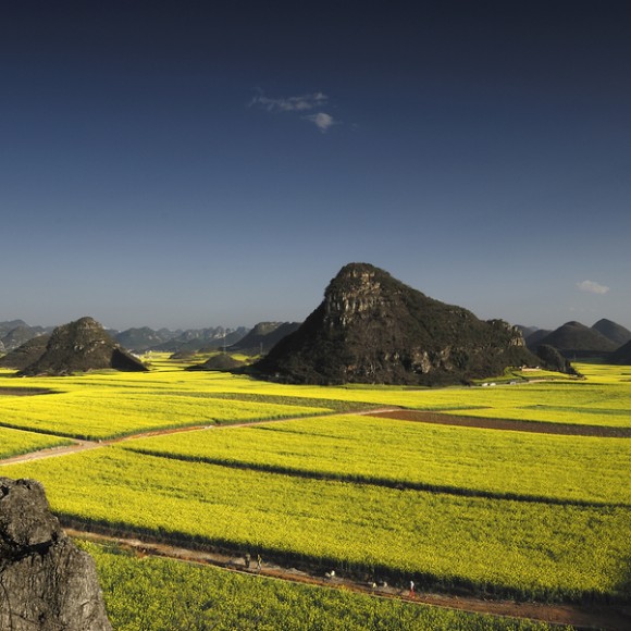 摄影天堂----罗平油菜花开啦！