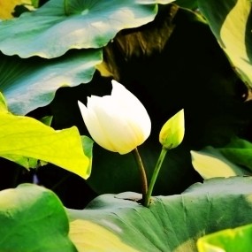 浐灞荷花分外香