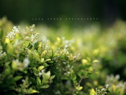 【Z·Z】在那片花园境地中的女子———