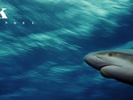 【Shark】