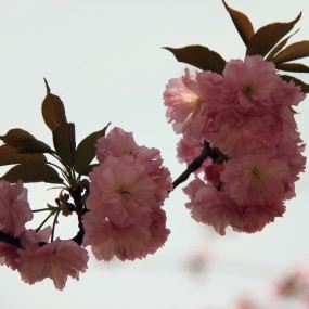 西安交大的樱花