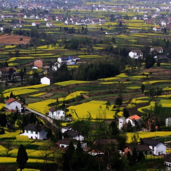 汉中油菜花