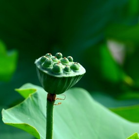 拍荷花遇到翠翠