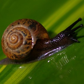 绿叶上的蜗牛