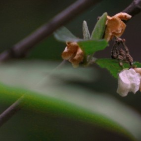 几张小品——见面礼