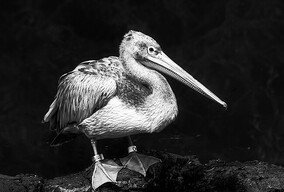 摄影师Vladimir Zivkovic黑白风光摄影作品欣赏（一）