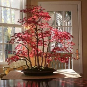 世界上最美的盆栽，每一棵都价值连城！