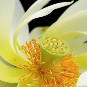 大唐芙蓉园荷花