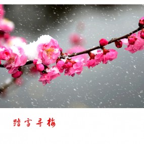 踏雪寻梅