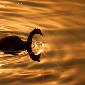 倒影万花筒-还是丑丑小鸭