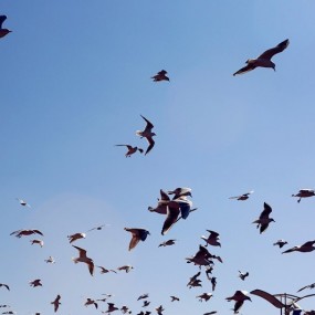 【昆明滇池海鸥飞】