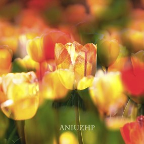 都是荷花，我来组郁金香