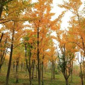 银杏飘落的季节